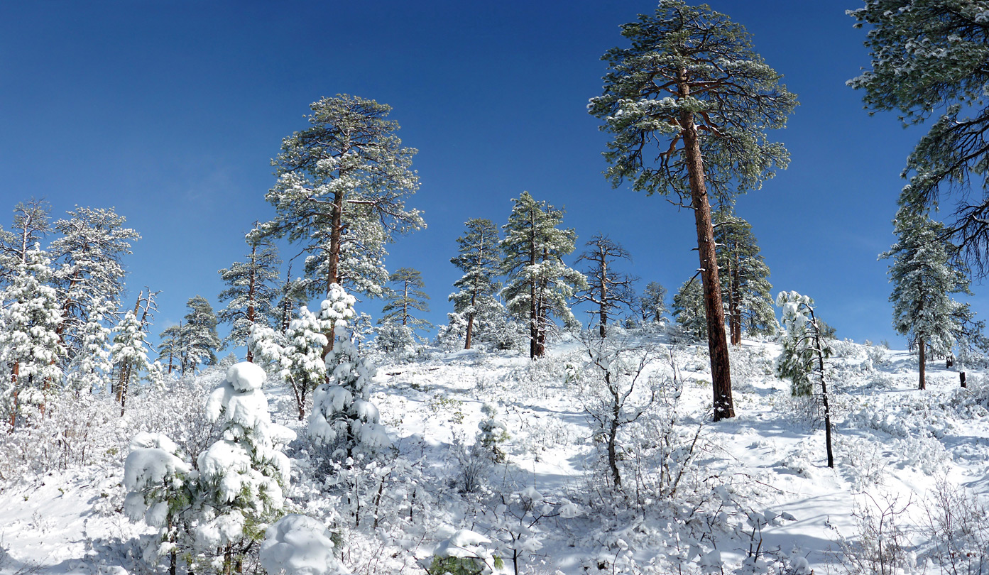 Trees and blue sky