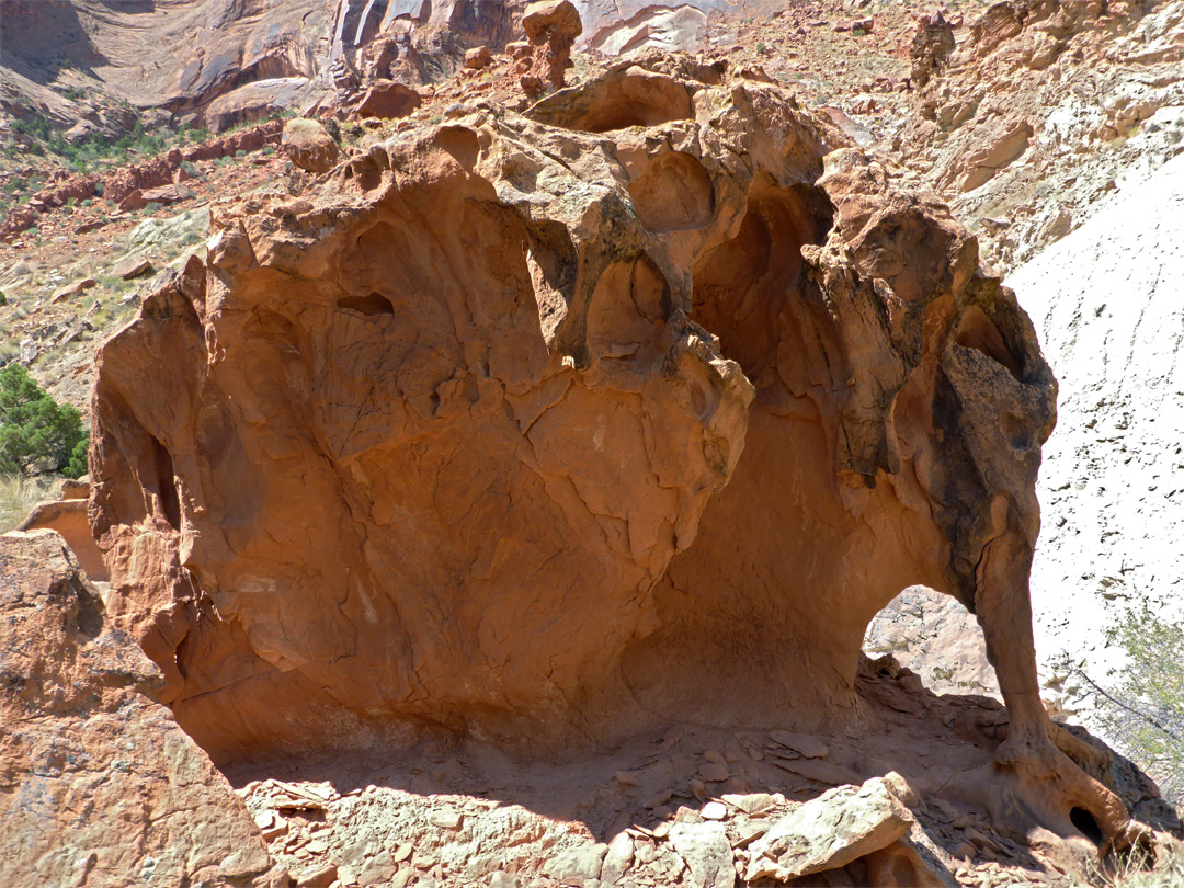 Elephant-like rock