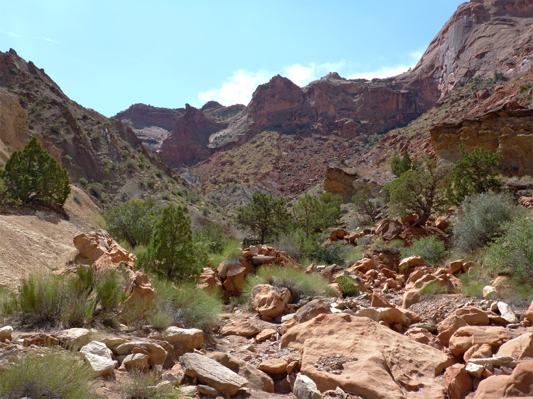 Trees and boulders