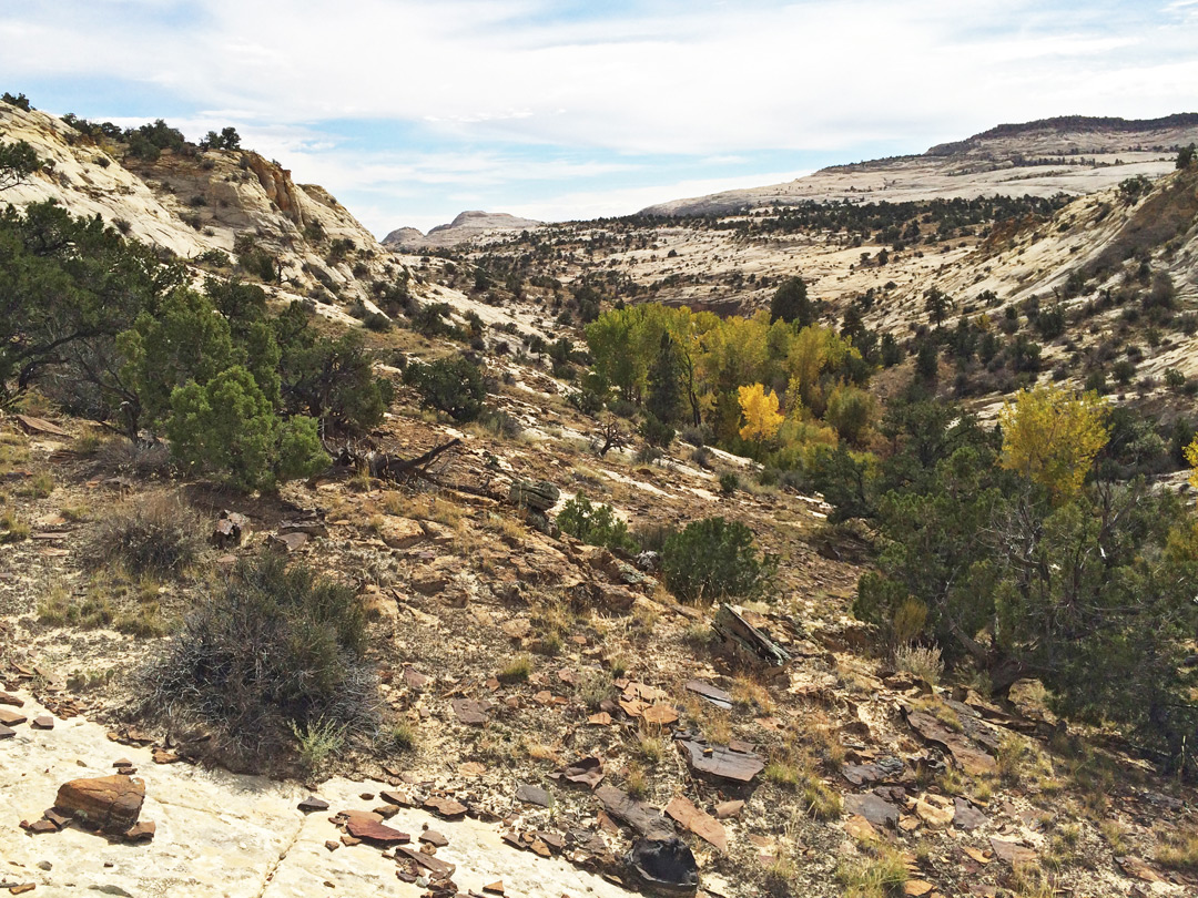 Trees along the streamway