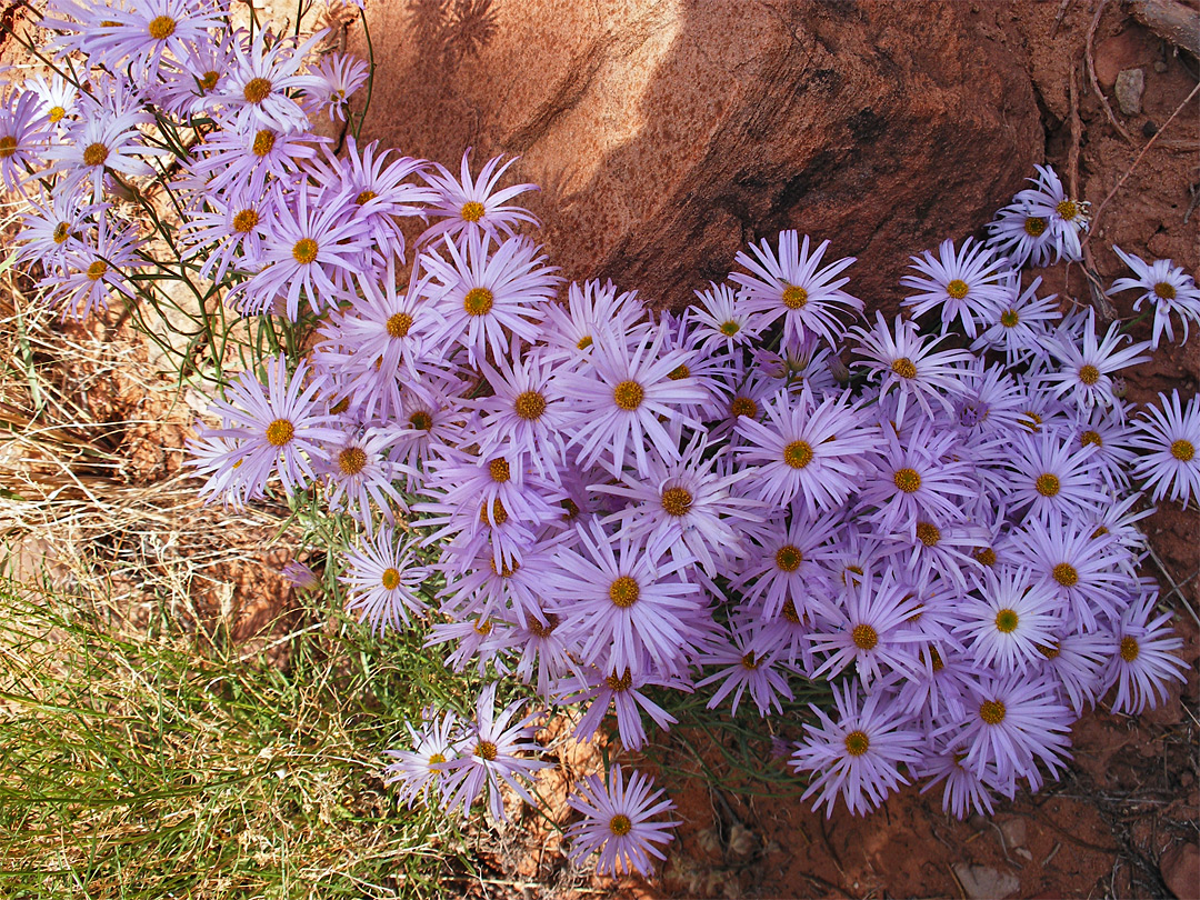 Utah daisy