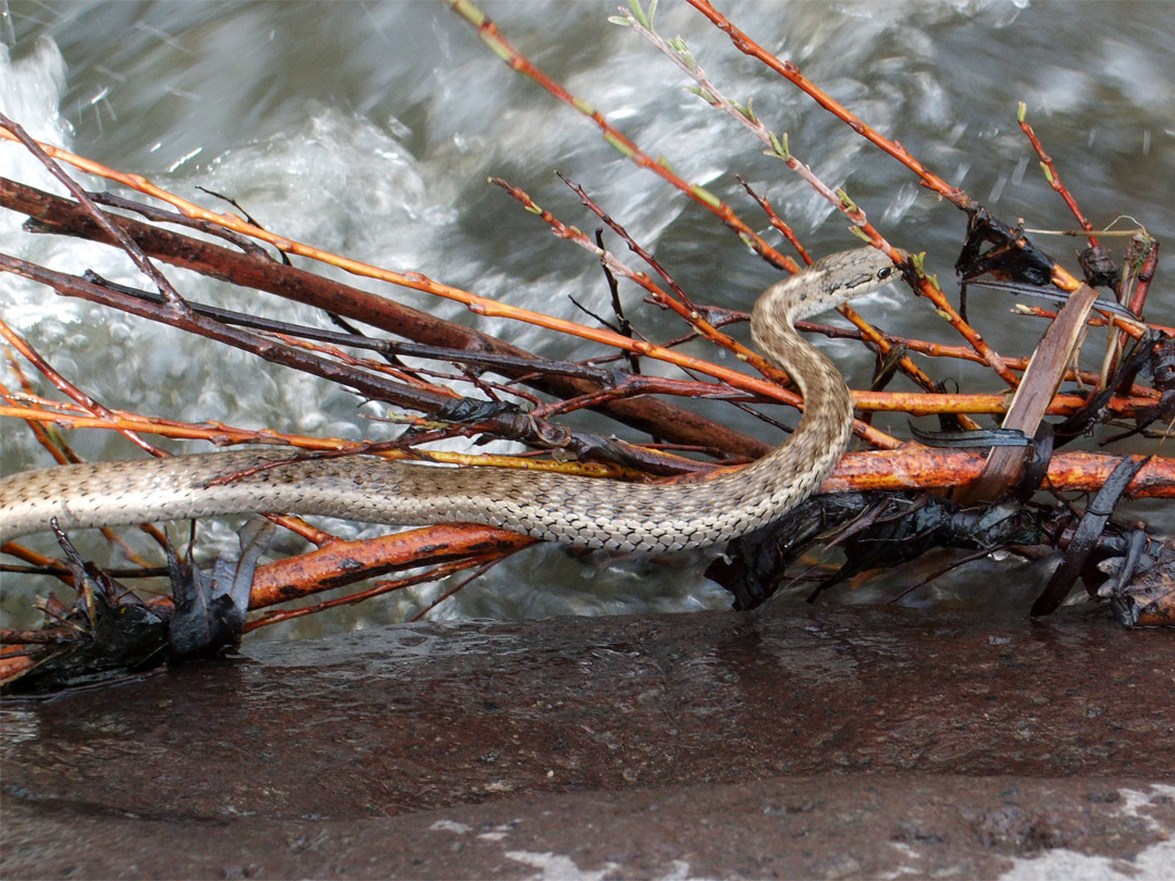 Water snake