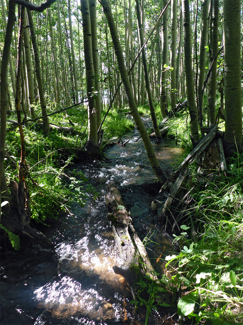 Stream through aspen