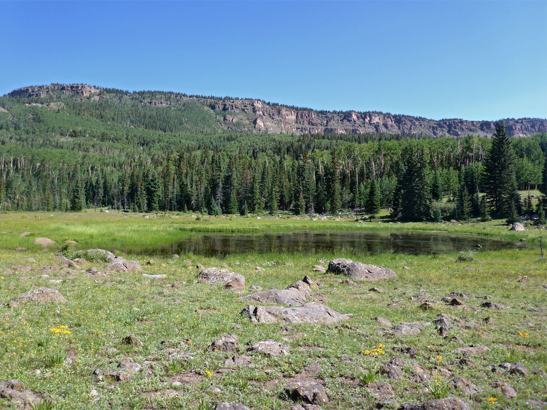 Pond and meadow