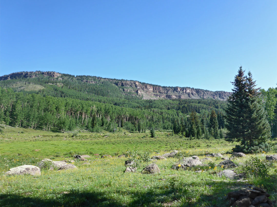 Large meadow