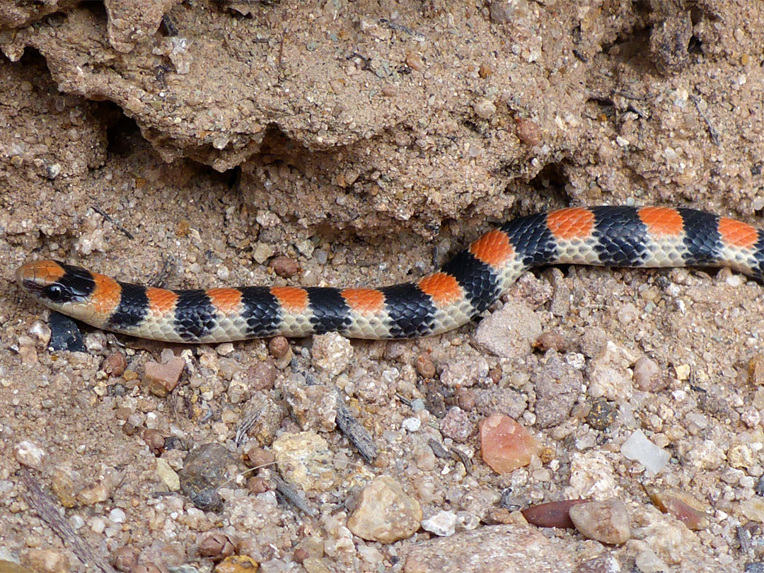 Western ground snake