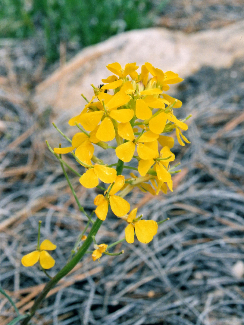 Yellow flowers