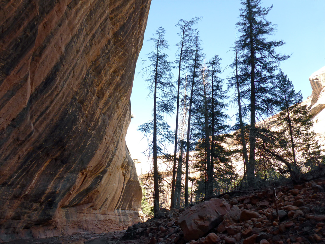 Ponderosa pines