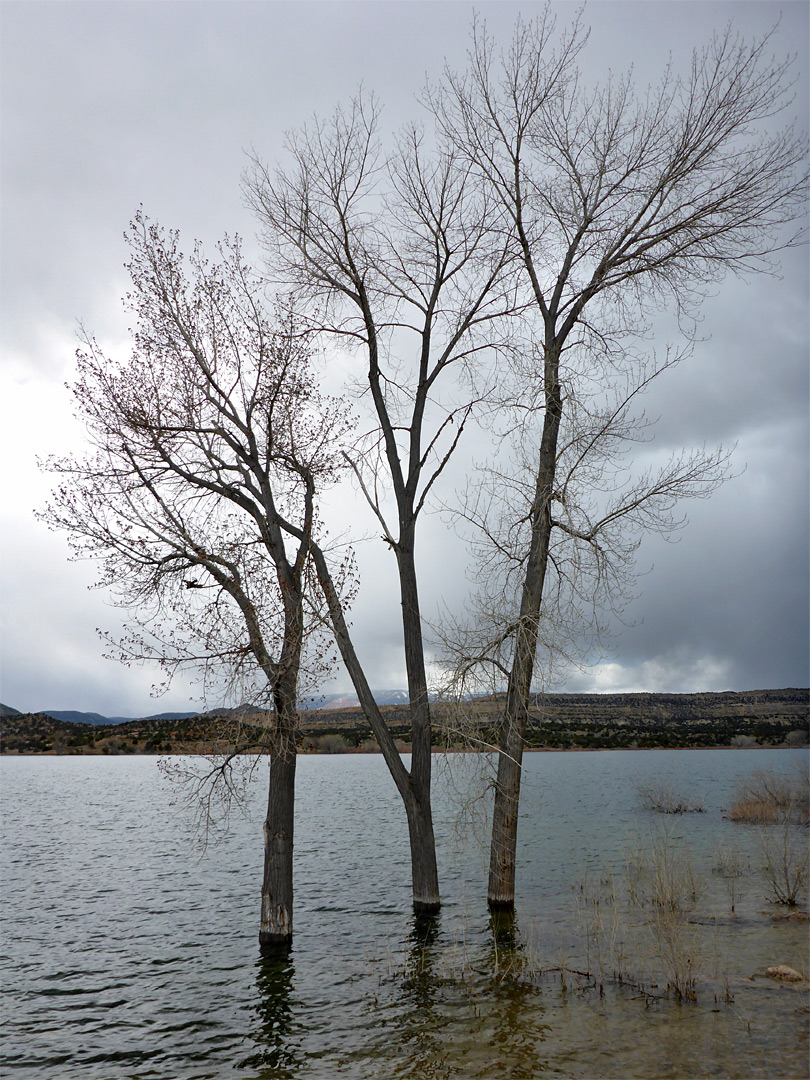 Submerged trees