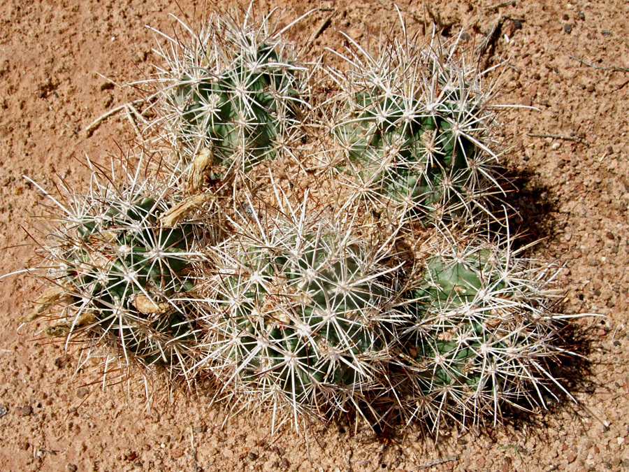 Sclerocactus parviflorus