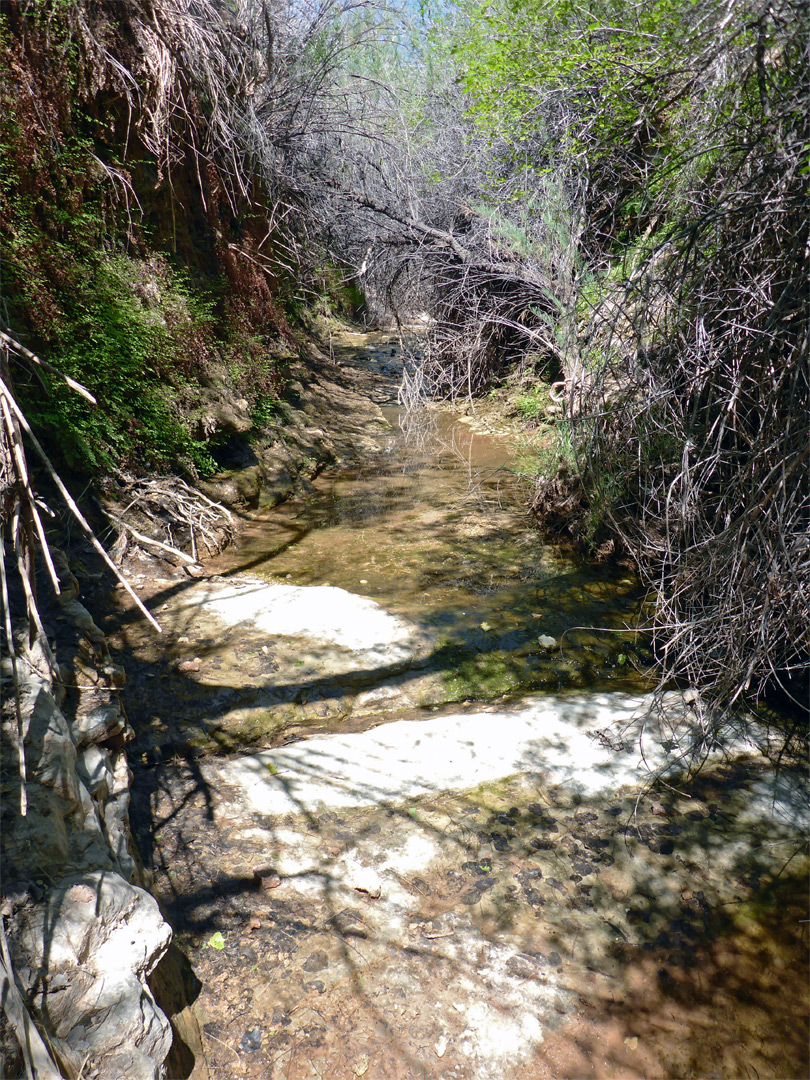 Bushes by the stream