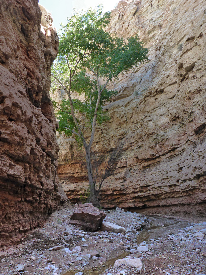 Tree in the narrows