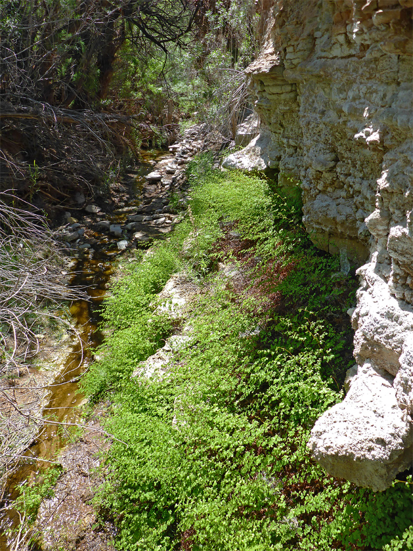 Overgrown stream