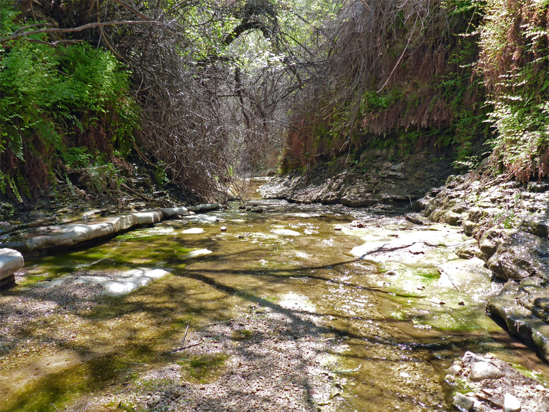 Bushy canyon