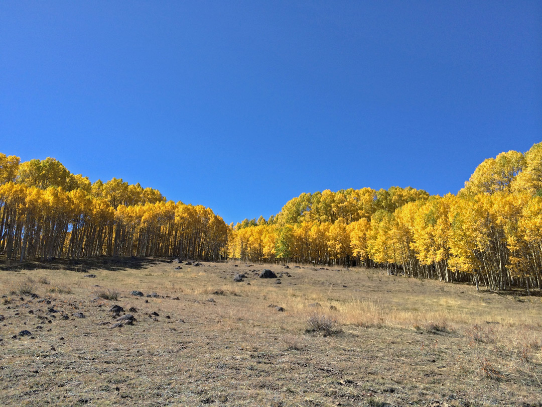 Yellow-leafed aspen