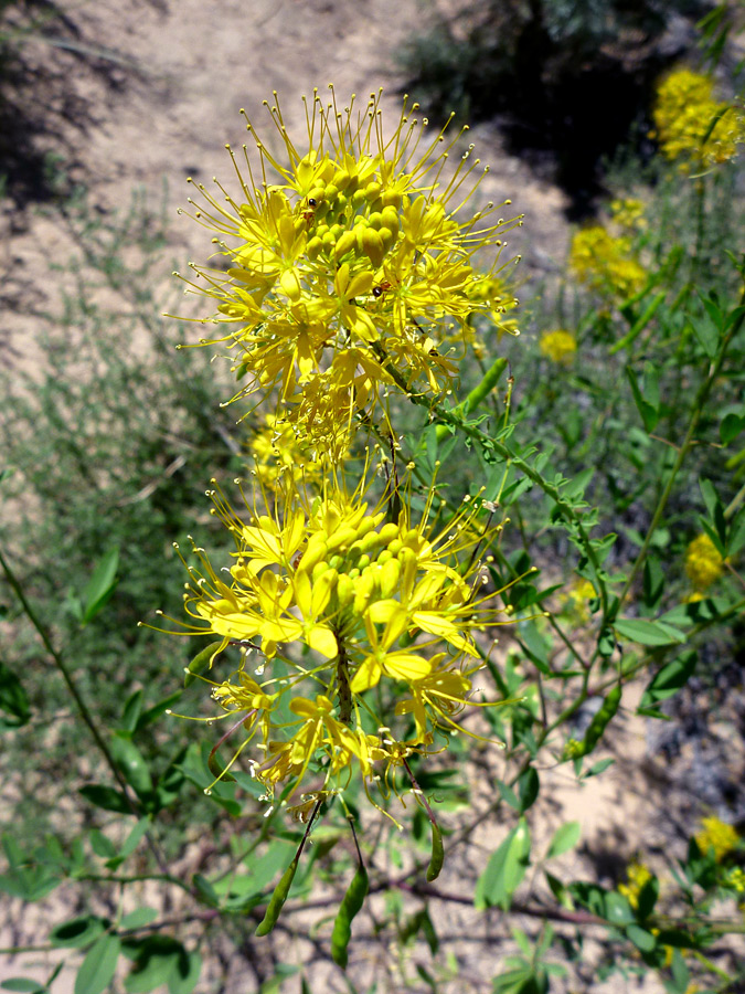 Yellow beeplant