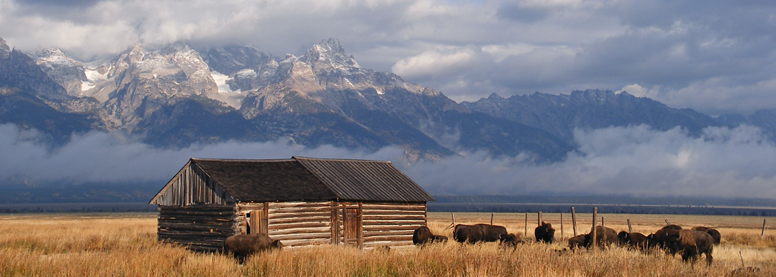 Bison in front of the Tetons - by an old barn along Mormon Row