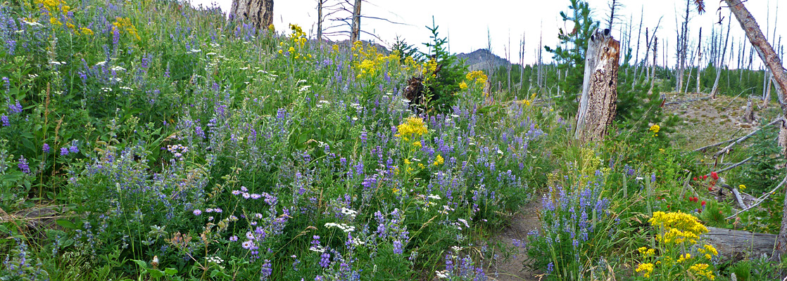 Sepulcher Mountain Trail