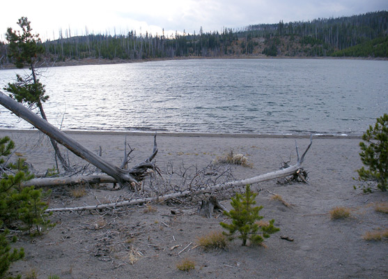 Tree trunks on the beach on the east shore of Duck Lake