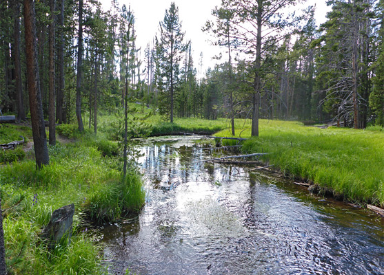 Grass beside a slow-moving section of the Gibbon River