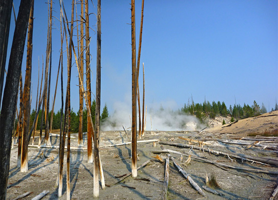 Dead trees in the run-off channel from Dante's Inferno