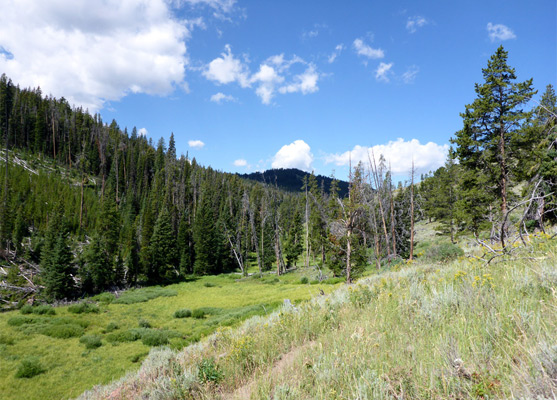 Meadow beside Glen Creek