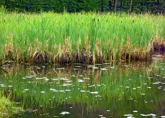 Reeds on Harlequin Lake