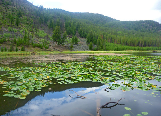 Yellow-flowered water lilies covering Harlequin Lake