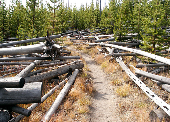 The path to Ice Lake, through a jumble of fallen lodgepole pine trunks