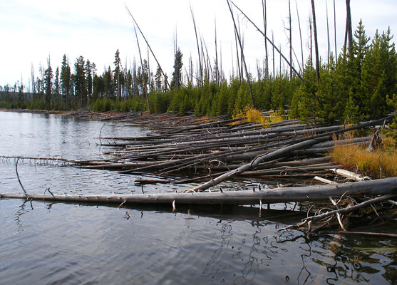Fallen pine trunks along the edge of Ice Lake