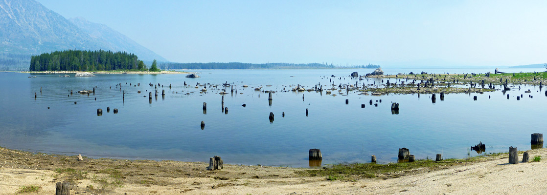 Tree stumps in a lagoon, near Moran Bay on Jackson Lake