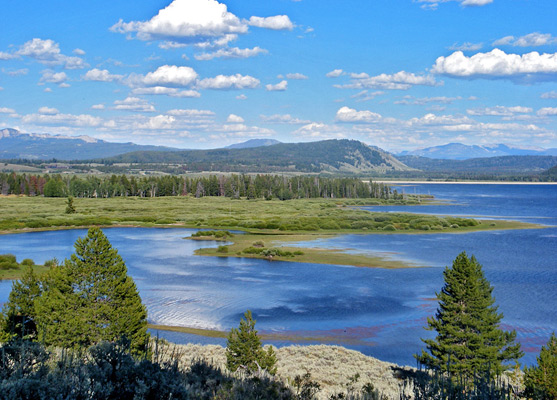 Bushes, marshes and shallow water at the edge of Jackson Lake