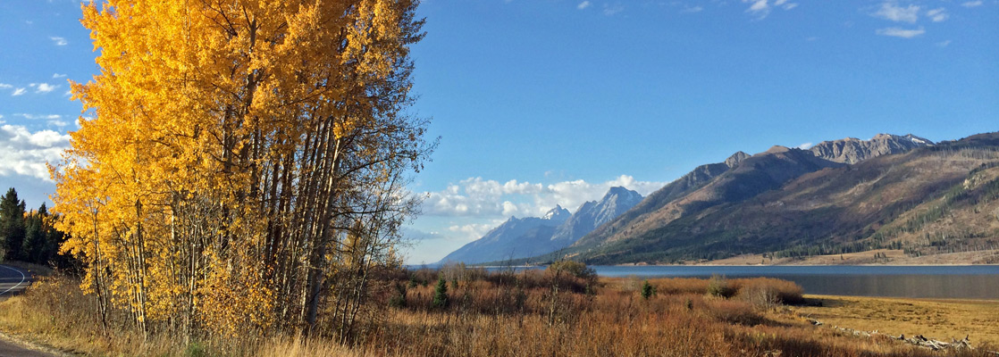 Aspen in the fall, beside US 191