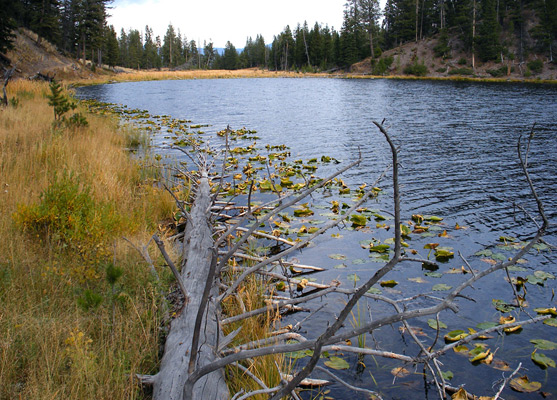 Lily pads and a fallen tree, along the north edge of Lost Lake
