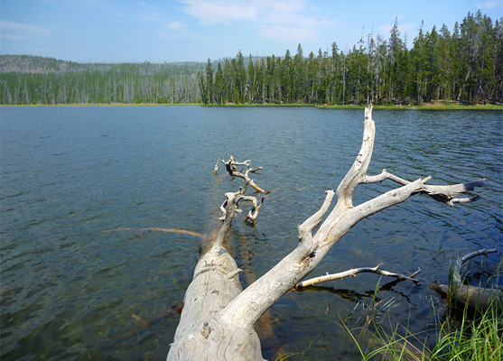 Fallen tree at the edge of Mallard Lake