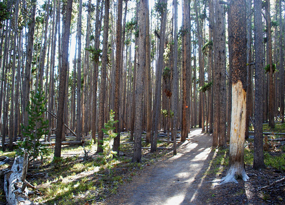 Tall, narrow lodgepole pine trees