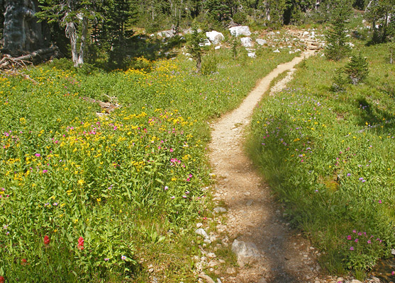 Flowers beside the path up Paintbrush Canyon