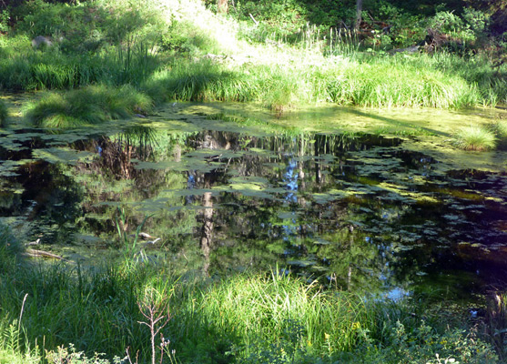 Shallow, algae-covered pool