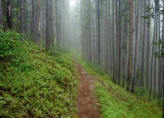 Straight section of the Purple Mountain Trail