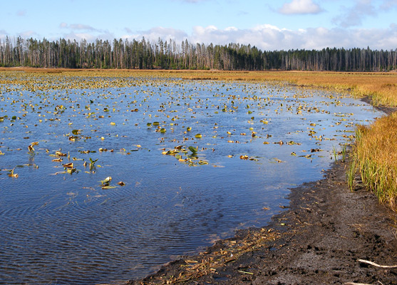 Lilies and reeds