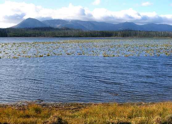 View south over Riddle Lake