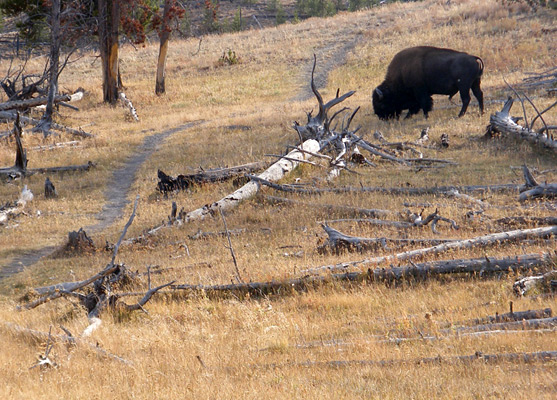 Bison next to the Sentinel Meadows Trail