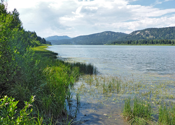 Reeds along the south edge of the lake