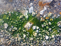 Algae and sinter deposits