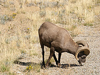 Bighorn sheep by the road