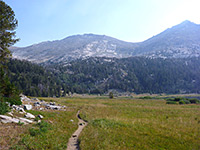 Path through a meadow