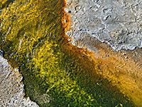Brown and yellow algae