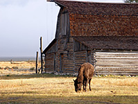 Bison at Mormon Row