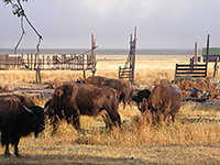 Herd of bison