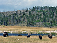 Bison at Fountain Flats